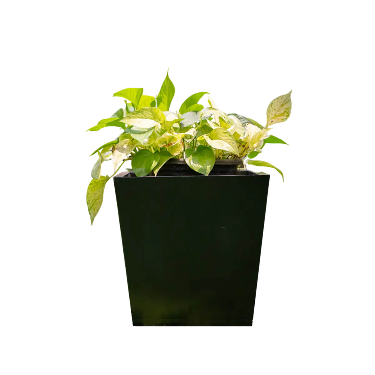 Vera Set of 4 Planters
