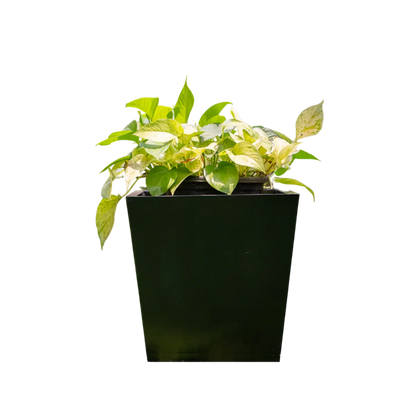 Vera Set of 4 Planters