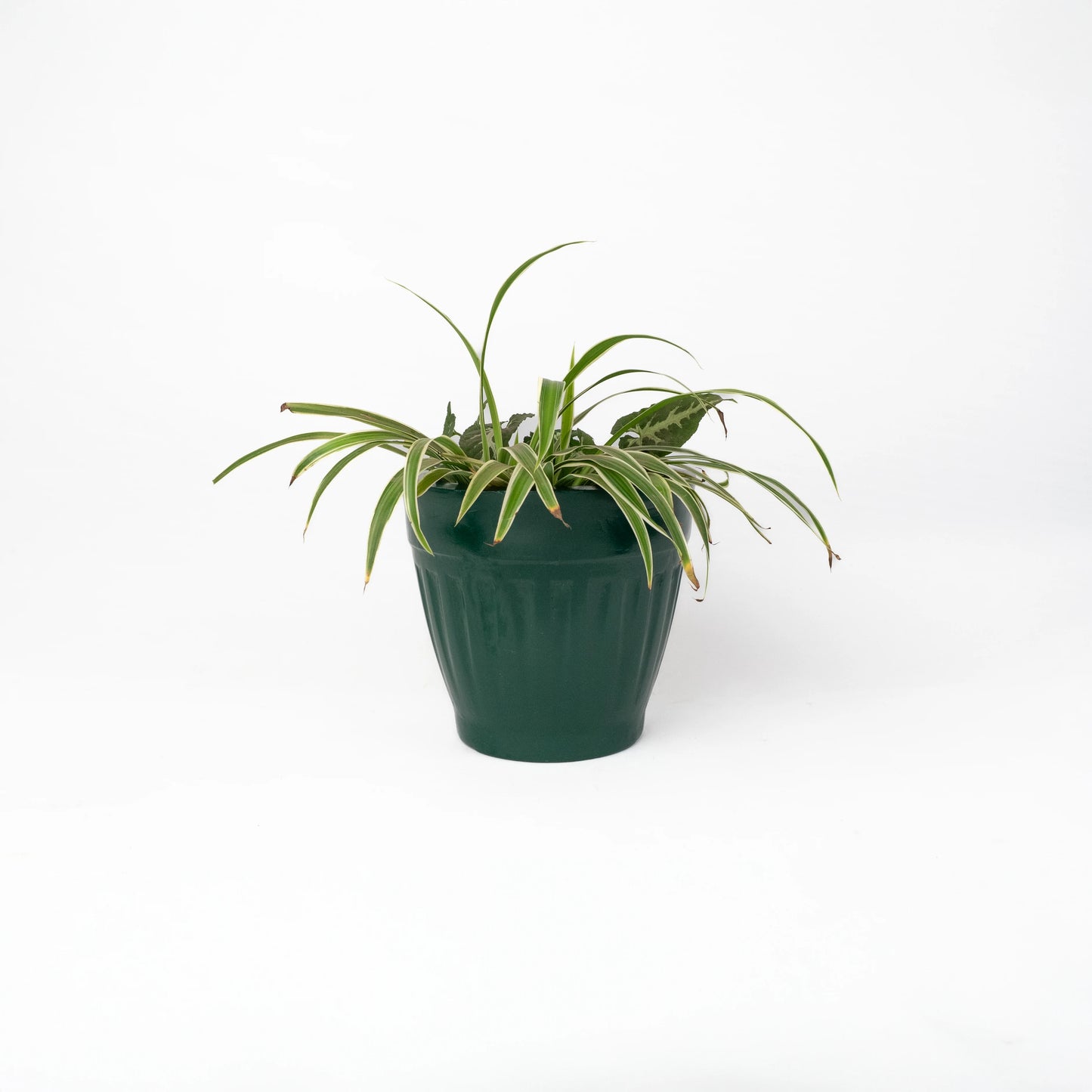 Mesa Small
