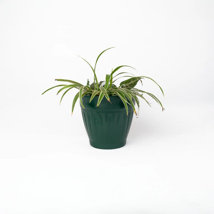 Mesa Small