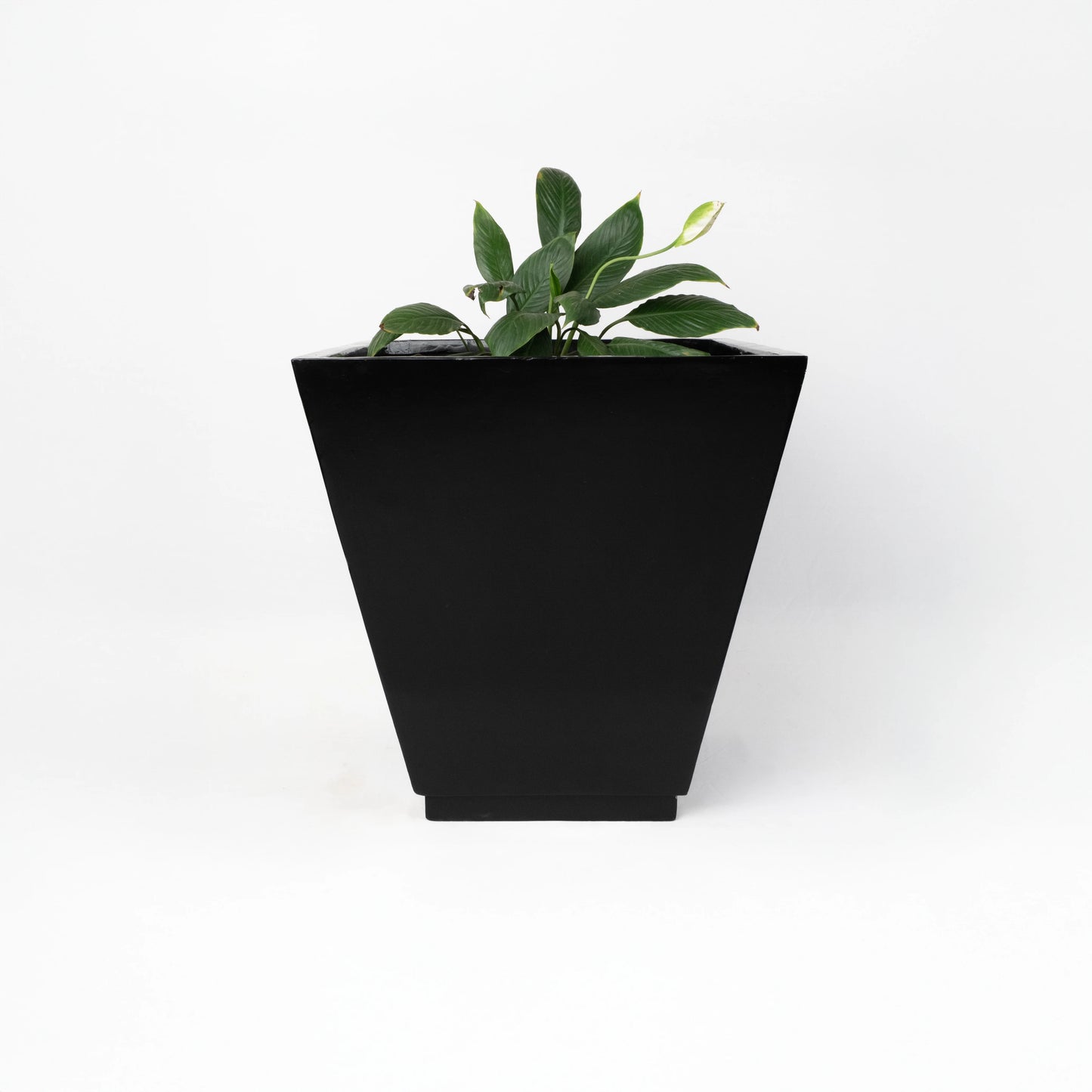 Vera Medium
