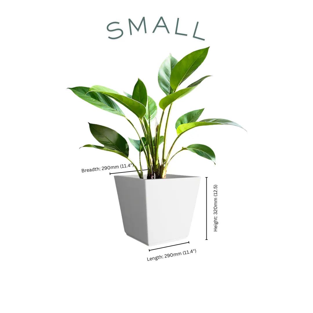 Vera Small
