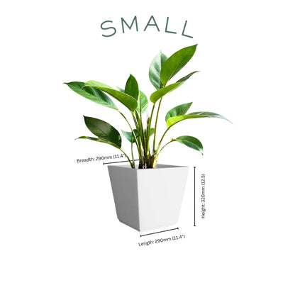 Vera Small